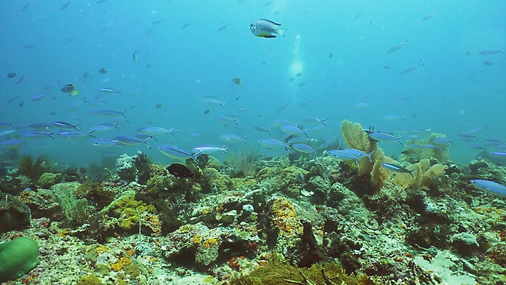 포토 JPG 해외이미지 야생동물 바다 자연 어류 풍경 사람없음 물 컬러풀 정원 바닷속 수중 산호 다이빙 암초 석호 깊이 이국적 해외포토 자연요소 동물 컬러 수영 수중동물 자포동물 생태계 수중스포츠 파일형식 이미지허브