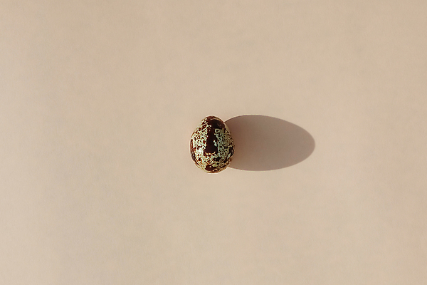 포토 JPG 해외이미지 실내 사람없음 메추리알 베이지색 미니멀 해외포토 컬러 내부 알 파일형식 이미지허브