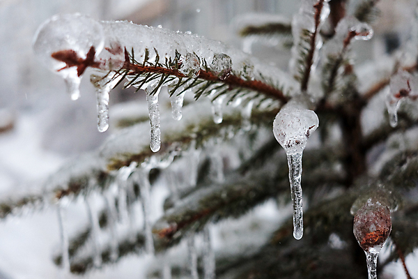 포토 JPG 해외이미지 나무 식물 계절 공원 백그라운드 잎 크리스마스 겨울 자연 날씨 새해 사람없음 야외 초록색 파란색 빛 컬러풀 햇빛 뷰티 얼음 추위 흰색 나뭇가지 숲 시원함 12월 크리스탈 묘사 질감 서리 상록수 1월 내추럴 눈내림 해외포토 자연요소 공공시설 기념일 컬러 눈_날씨 태양 날짜 광석 생태계 파일형식 이미지허브