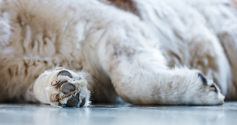 포토 JPG 해외이미지 동물 응시 얼굴 포유류 털 경비 앉기 사람없음 빨간색 반려동물 눕기 갈색 귀여움 검은색 중국 흰색 자신감 개 강아지 큼 모피 육식 솜털 거인 송곳니 고립 기르기 마스티프 복종 유래 충실 해외포토 시선 감정 아시아 컬러 컨셉 모션 안전 신체부위 치아 보호 크기 돌봄 파일형식 이미지허브