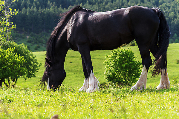 포토 JPG 해외이미지 동물 1 응시 남자 포즈 밭 포유류 자연 서기 사람없음 야외 초록색 반려동물 뷰티 농장 머리 검은색 어둠 힘 고요 에너지 자유 승마 우아함 만족 귀 갈기 무료 혼자 해외포토 시선 감정 스포츠 컬러 컨셉 농업 모션 사람 신체부위 생태계 파일형식 이미지허브