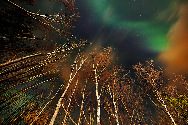 포토 JPG 해외이미지 나무 계절 별 여행 백그라운드 겨울 자연 하늘 날씨 전등 노르웨이 사람없음 야외 초록색 빛 우주 환경 침묵 고요 새벽 추위 신선 야간 숲 시원함 북극 장면 북쪽 오로라 내추럴 현상 해외포토 자연요소 식물 유럽 컬러 자연현상 조명 소리 극지방 방향 생태계 파일형식 이미지허브