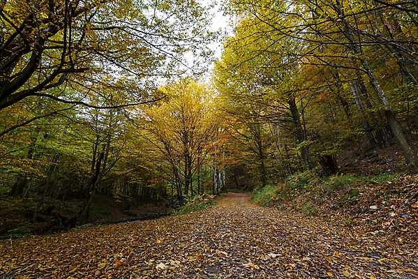 포토 JPG 해외이미지 나무 식물 계절 공원 도로 길 여행 백그라운드 잎 밭 오렌지 자연 날씨 휴식 사람없음 야외 목재 빨간색 초록색 빛 컬러풀 햇빛 뷰티 노란색 걷기 환경 정원 맑음 일몰 시골 황금 숲 9월 11월 10월 내추럴 해외포토 공공시설 컬러 컨셉 농업 과일 재료 교통시설 모션 태양 노을 날짜 생태계 파일형식 이미지허브
