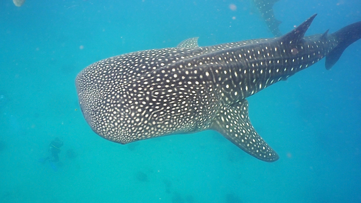 포토 JPG 해외이미지 동물 아시아 야생동물 바다 자연 어류 사람없음 물 파란색 수중 수영 스노클링 큼 고래 다이빙 지느러미 상어 거인 동물상 이국적 해외포토 자연요소 나라 컬러 포유류 조형물 수중동물 수상스포츠 크기 생태계 수중스포츠 파일형식 이미지허브