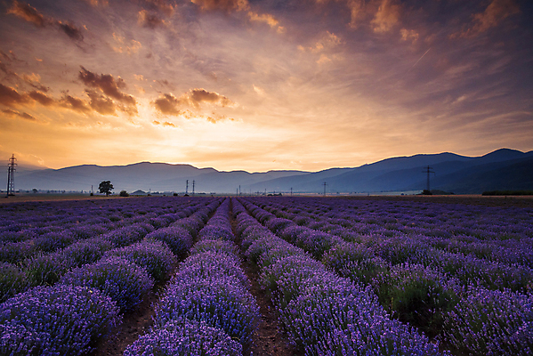 포토 JPG 해외이미지 하늘 사람없음 야외 뷰티 보라색 라벤더 강렬 불가리아 해외포토 꽃 컬러 허브 파일형식 남유럽 이미지허브