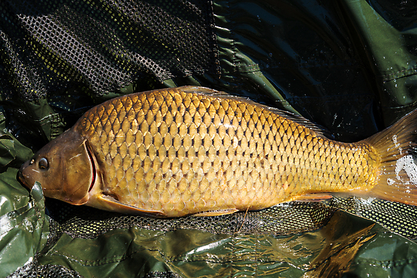 포토 JPG 해외이미지 계절 호수 스포츠 장신구 낚시 휴가 휴식 텐트 어류 어업 취미 사람없음 야외 빛 햇빛 태양 일출 맑음 고요 일몰 장비 광선 잡기 결심 사냥 열정 낚시꾼 주말 기어 잉어 꼬투리 인내 해외포토 자연요소 감정 산업 컨셉 모션 레저 날씨 캠핑도구 노을 수중동물 파일형식 이미지허브