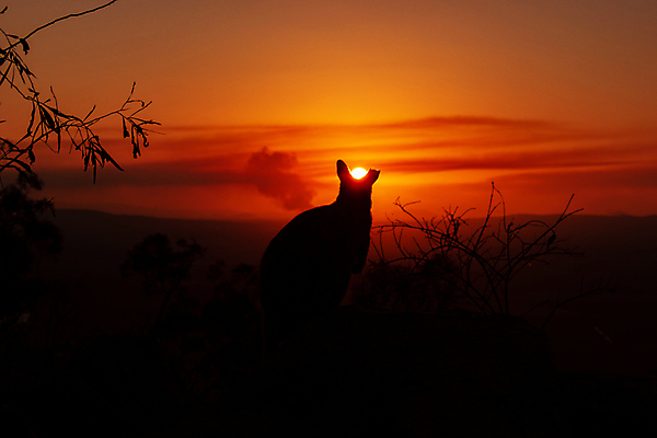 포토 JPG 해외이미지 실루엣 일러스트 사람없음 꼬리표 호주 썩음 오지 전국 해외포토 촬영기법 라벨 오세아니아 파일형식 이미지허브