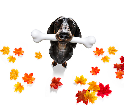 포토 JPG 해외이미지 식물 동물 접시 계절 행복 음식 단풍 잎 뼈 건강 사람없음 반려동물 컬러풀 식사 저녁식사 대접 입 막대기 기다림 사발 유머 개 달콤 강아지 아침식사 숲 먹이 닥스훈트 혀 먹기 기아 배고픔 잔치 점심식사 고립 복종 해외포토 식기 감정 컬러 포유류 모션 신체부위 사기그릇 맛 사회이슈 파일형식 이미지허브