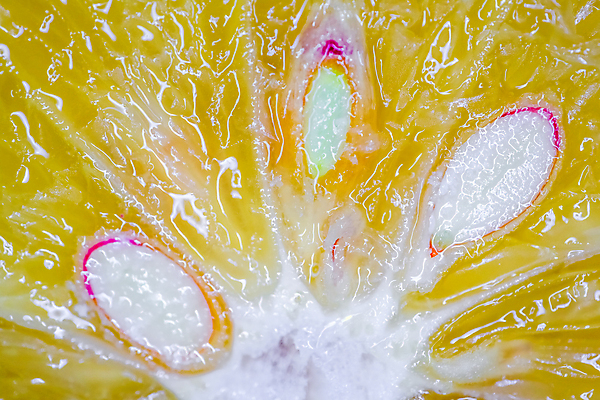 포토 JPG 해외이미지 스튜디오촬영 음식 백그라운드 패턴 다이어트 과일 자연 추상 귤 멕시코 맥주 씨앗 사람없음 가로 파란색 컬러풀 노란색 사진촬영 거품 물방울 신선 비교 횡단보도 닫기 떨어짐 이슬 라틴아메리카 자르기 레몬 질감 건강식 비타민C 해외포토 식물 컬러 컨셉 북아메리카 무늬 모션 주류 실내 건강 아메리카 촬영 보행로 생태계 비타민 파일형식 이미지허브