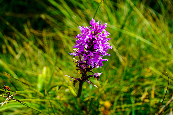포토 JPG 해외이미지 식물 꽃잎 꽃 야생동물 분홍색 꽃무늬 자연 사람없음 초록색 여름 컬러풀 뷰티 정원 보라색 봄 들꽃 벚꽃 흰색 점 난초 습지 원예 자연백그라운드 내추럴 해외포토 동물 계절 컬러 백그라운드 무늬 취미 생태계 파일형식 이미지허브