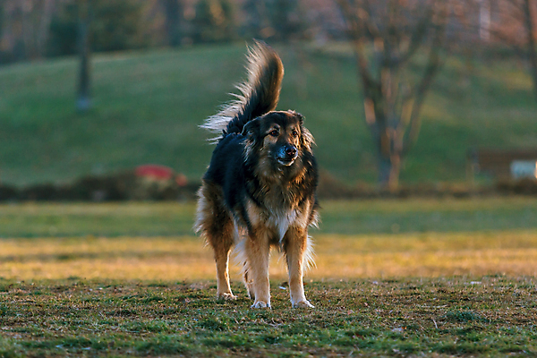 포토 JPG 해외이미지 주간 한마리 공원 반려견 사람없음 야외 아웃포커스 반려동물 산책 강아지 대형견 해외포토 자연요소 동물 1 공공시설 휴식 촬영기법 개 파일형식 이미지허브