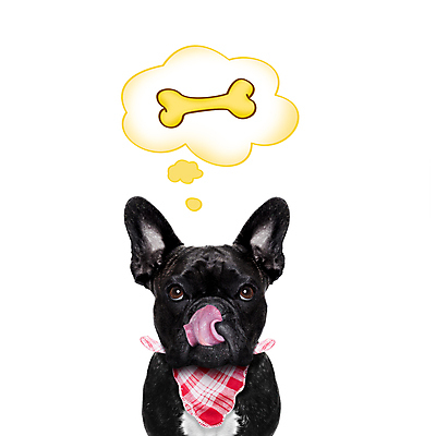 포토 JPG 해외이미지 동물 구름 응시 행복 음식 생각 다이어트 상상 뼈 아이디어 건강 요리 사람없음 반려동물 식사 저녁식사 희망 거품 기쁨 꿈 대접 메시지 유머 개 맛 강아지 먹기 기아 배고픔 심볼 불독 점심식사 고립 배려 해외포토 자연요소 시선 감정 컨셉 포유류 모션 사회이슈 파일형식 이미지허브