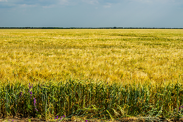 포토 JPG 해외이미지 식물 계절 음식 빵 줄기 백그라운드 밭 농업 자연 하늘 옥수수 씨앗 사람없음 파란색 빛 농작물 햇빛 태양 농장 농경지 노란색 일출 환경 맑음 일몰 수확 성장 시골 황금 낟알 땅 시리얼 밀 보리 귀 장면 밀짚 밭일 숙성 호밀 해외포토 자연요소 산업 컬러 날씨 곡류 신체부위 노을 짚 생태계 파일형식 이미지허브