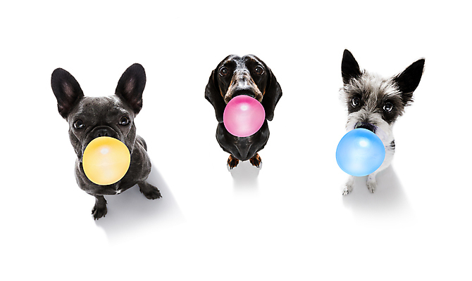 포토 JPG 해외이미지 동물 행복 얼굴 백그라운드 놀이 사탕 사랑 앉기 사람없음 반려동물 머리 우정 거품 듣기 대접 잡기 입 그룹 기다림 유머 닫기 개 달콤 강아지 불기 호기심 코 불독 프랑스어 고립 어안 인내 잇몸 줄서기 해외포토 문자 감정 컨셉 신체 포유류 모션 디저트 신체부위 친구 맛 파일형식 이미지허브