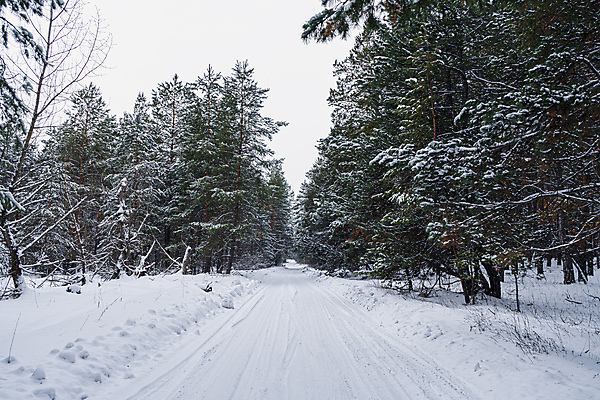 포토 JPG 해외이미지 나무 길 겨울 자연 사람없음 야외 눈 가로수 해외포토 자연요소 식물 계절 날씨 생태계 파일형식 이미지허브