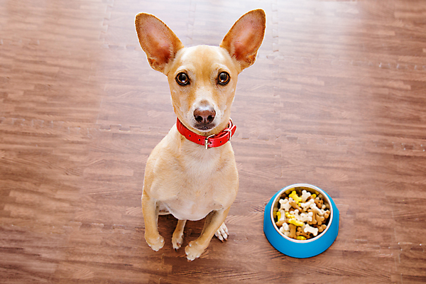 포토 JPG 해외이미지 동물 접시 음료 음식 다이어트 뼈 건조 건강 사람없음 반려동물 쌓기 쿠키 식사 저녁식사 대접 입 사발 유머 개 맛 강아지 아침식사 핥기 몸무게 먹이 테리어 혀 먹기 기아 배고픔 잔치 치와와 송곳니 점심식사 복종 해외포토 식기 감정 컨셉 포유류 모션 디저트 신체부위 사기그릇 치아 사회이슈 파일형식 이미지허브