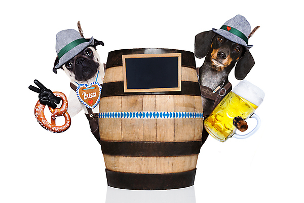 포토 JPG 해외이미지 동물 전통 배너 포스터 종이 문화 유리 기념 맥주 독일 통 미소 사람없음 반려동물 파티 우주 축제 공백 방 축하 바 신용카드 유머 개 강아지 테리어 10월 고립 던들 뮌헨 옥토버페스트 바이에른 브레첼 바이에른사람 해외포토 감정 유럽 컨셉 포유류 재질 디저트 주류 표정 이벤트 금융 날짜 파일형식 이미지허브