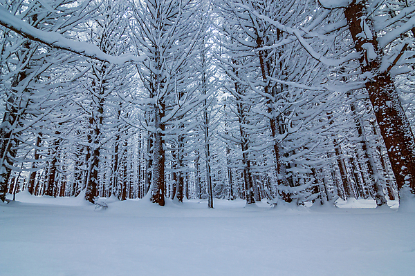 포토 JPG 해외이미지 나무 식물 계절 공원 백그라운드 잎 겨울 자연 날씨 산 사람없음 야외 목재 초록색 빛 컬러풀 갈색 환경 냉동 얼음 추위 흰색 나뭇가지 신선 숲 서리 장면 자작나무 1월 내추럴 전국 폭설 눈내림 해외포토 자연요소 공공시설 컬러 재료 눈_날씨 날짜 자연재해 생태계 파일형식 이미지허브