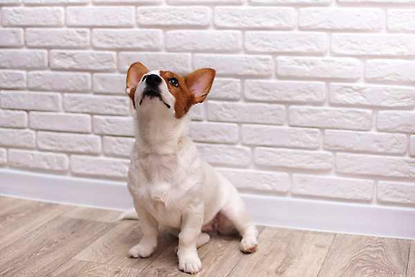 포토 JPG 해외이미지 동물 1 응시 행복 얼굴 벽 백그라운드 포유류 놀이 벽돌 생물 주택 실내 앉기 사람없음 반려동물 갈색 우정 방 올려보기 흰색 아기 신용카드 개 강아지 작음 테리어 배고픔 슛 잭 송곳니 유래 지능 해외포토 시선 감정 컬러 모션 사람 내부 건물 신체부위 금융 친구 치아 크기 파일형식 이미지허브