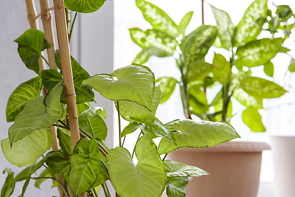 포토 JPG 해외이미지 식물 계절 꽃 컨셉 잎 꽃무늬 자연 선반 주택 사람없음 장식 초록색 여름 우주 성장 나뭇가지 신선 냄비 친환경 내추럴 해외포토 나무 컬러 가구 무늬 건물 환경 솥 생태계 파일형식 이미지허브