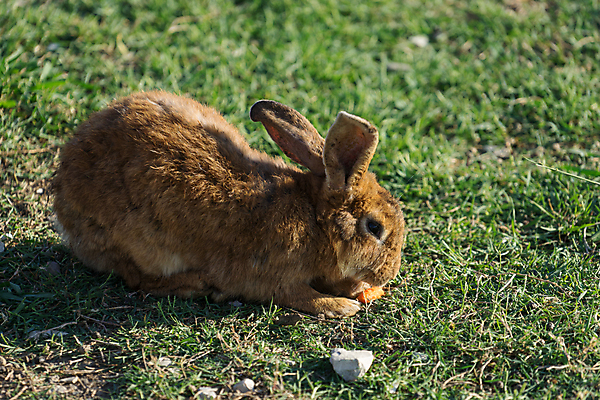 포토 JPG 해외이미지 주간 한마리 엎드리기 잔디 사람없음 야외 조약돌 토끼 해외포토 자연요소 식물 1 포유류 모션 반려동물 돌_바위 파일형식 이미지허브