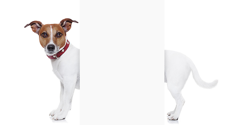 포토 JPG 해외이미지 동물 배너 포스터 새끼 백그라운드 서기 미소 사람없음 옆모습 반려동물 우주 공백 방 유머 소시지 개 강아지 작음 닥스훈트 테리어 즐거움 사인 흰배경 꼬리 슛 길이 송곳니 고립 바보 왜곡 카피스페이스 해외포토 감정 뷰포인트 포유류 모션 표정 흰색 가공식품 치아 크기 파일형식 이미지허브