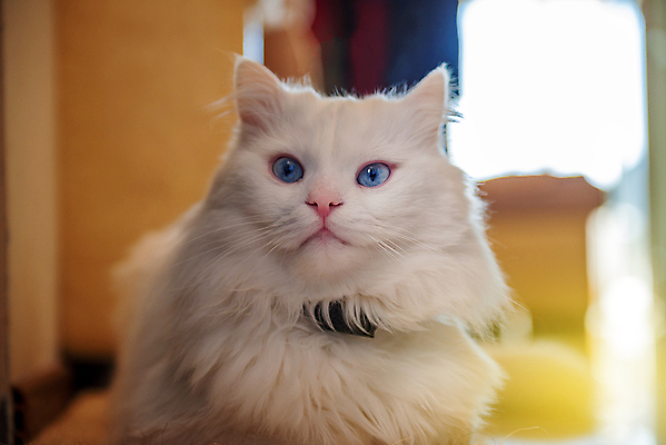 포토 JPG 해외이미지 동물 얼굴 백그라운드 의자 포유류 휴식 털 사랑 안전 사람없음 반려동물 소파 갈색 고양이 줄무늬 꿈 추위 흰색 침대 표현 닫기 달콤 작음 순수 꼬리 솜털 거짓말 발톱 해외포토 감정 컬러 가구 컨셉 무늬 모션 발 신체부위 맛 크기 파일형식 이미지허브