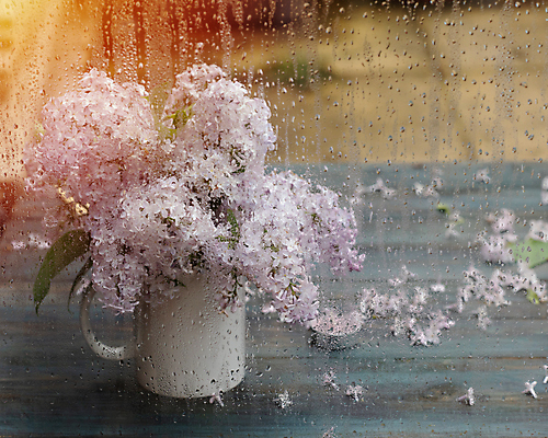 포토 JPG 해외이미지 식물 계절 꽃잎 꽃 분홍색 꽃다발 결혼 꽃무늬 자연 유리 탁자 사랑 사람없음 목재 장식 컵 정원 맑음 보라색 봄 벚꽃 흰색 나뭇가지 축하 신선 생일 개화 고급 우아함 다발 보케 라일락 블러 어머니의날 해외포토 나무 식기 기념일 감정 컬러 가구 컨셉 무늬 재료 재질 날씨 이벤트 생태계 미국문화 파일형식 이미지허브