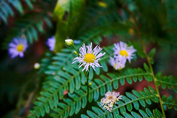 포토 JPG 해외이미지 식물 계절 꽃잎 꽃 줄기 꽃무늬 가족 자연 종류 사람없음 초록색 여름 뷰티 노란색 정원 검은색 활발 들꽃 성장 벚꽃 신선 개화 묘사 데이지 장면 꽃가루 동쪽 해외포토 컬러 컨셉 무늬 관계 가루 방향 생태계 파일형식 이미지허브