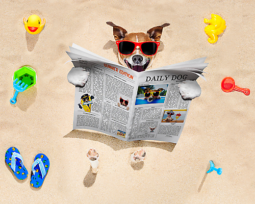 포토 JPG 해외이미지 여행 휴가 휴식 웃음 들기 사람없음 야외 여름 반려동물 모래사장 선글라스 장난감 기쁨 신문 신문읽기 개 쪼리 양동이 모래놀이 해마 모래삽 모래찜질 오리장난감 해외포토 동물 계절 감정 안경 모래 바다 컨셉 포유류 모션 놀이 표정 간행물 바다동물 뉴스 샌들 삽 읽기 파일형식 이미지허브