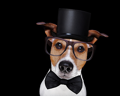 포토 JPG 해외이미지 동물 응시 안경 얼굴 백그라운드 넥타이 흡연 정장 턱시도 사람없음 반려동물 사무실 갈색 머리 검은색 교사 어둠 비즈니스맨 유머 우아함 닫기 개 강아지 작음 무서움 눈동자 스마트 읽기 각도 송곳니 나쁜 고립 기르기 어안 지능 스타일 해외포토 직업 시선 잡화 옷 남자 감정 컬러 컨셉 비즈니스 포유류 모션 담배 신체부위 눈_신체부위 직장인 치아 크기 돌봄 파일형식 이미지허브