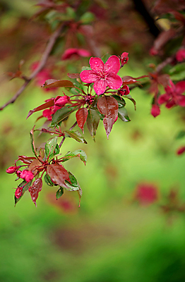 포토 JPG 해외이미지 꽃 사람없음 아웃포커스 뷰티 사과꽃 해외포토 식물 촬영기법 파일형식 이미지허브