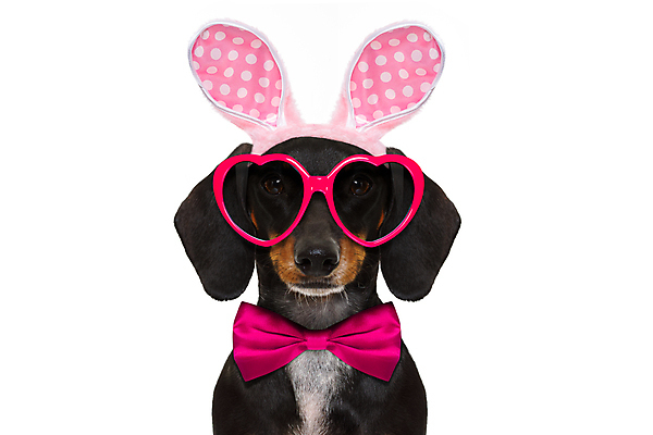 포토 JPG 해외이미지 동물 배너 행복 포스터 종이 벽 분홍색 휴가 부활절 프레임 건강 사람없음 반려동물 파티 우주 계란 숟가락 축제 칠판 봄 공백 당근 기쁨 방 할로윈 잡기 판넬 신용카드 소시지 개 강아지 닥스훈트 옷입기 귀 판지 고립 해외포토 계절 기념일 감정 컬러 포유류 모션 뿌리채소 수저 이벤트 신체부위 금융 알 가공식품 파일형식 이미지허브