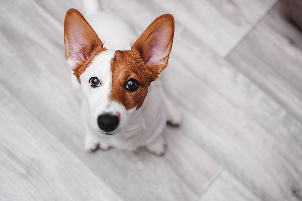 포토 JPG 해외이미지 동물 1 응시 행복 얼굴 포유류 놀이 생물 바닥 주택 앉기 사람없음 반려동물 갈색 우정 방 올려보기 흰색 아기 신용카드 개 강아지 작음 테리어 슛 잭 송곳니 기르기 유래 지능 해외포토 시선 감정 컬러 모션 사람 건물 신체부위 금융 친구 치아 크기 돌봄 파일형식 이미지허브