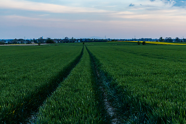 포토 JPG 해외이미지 식물 응시 계절 유럽 밭 농업 자연 하늘 씨앗 사람없음 초록색 파란색 빛 햇빛 태양 농장 농경지 노란색 환경 일몰 수확 시골 땅 폴란드 내추럴 땅바닥 방법 밭일 브로츠와프 수평선 해외포토 자연요소 시선 나라 산업 컬러 바닥 노을 생태계 파일형식 이미지허브