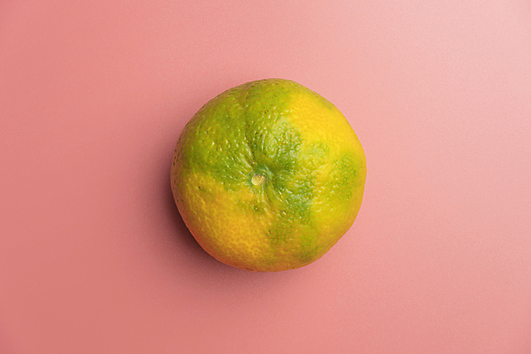 포토 JPG 해외이미지 나무 디자인 행복 음식 백그라운드 컨셉 크리스마스 겨울 패턴 오렌지 과일 가족 휴가 디저트 새로움 귤 프레임 건강 사람없음 장식 파란색 파티 우주 수확 껍질 흰색 축하 신선 신용카드 플랫 달콤 정상 12월 연도 유기농 위치 고립 구성 채식주의자 가문비나무 카피스페이스 해외포토 식물 웰빙 계절 기념일 감정 컬러 무늬 농업 관계 이벤트 금융 공백 날짜 맛 채식 파일형식 이미지허브