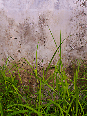 포토 JPG 해외이미지 식물 계절 벽 백그라운드 이동 잎 패턴 자연 바람 사람없음 야외 장식 초록색 빛 노란색 칼날 질감 내추럴 콘크리트 해외포토 자연요소 컬러 컨셉 무늬 날씨 생태계 파일형식 이미지허브