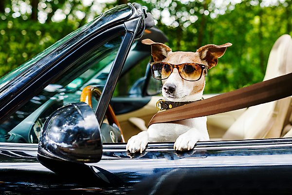 포토 JPG 해외이미지 동물 행복 도로 여행 의자 창문 학교 자동차 수업 휴가 안전 사람없음 여름 반려동물 선글라스 머리 강사 경쟁 우정 운전 벨트 레이싱 바퀴 운전사 개 강아지 승차 시원함 테리어 속도 엔진 주인 면허증 자동 잠금해제 해외포토 직업 잡화 계절 교육 감정 안경 길 육상교통 가구 컨셉 포유류 교통시설 모션 시합 신체부위 친구 면허 증명서 파일형식 이미지허브