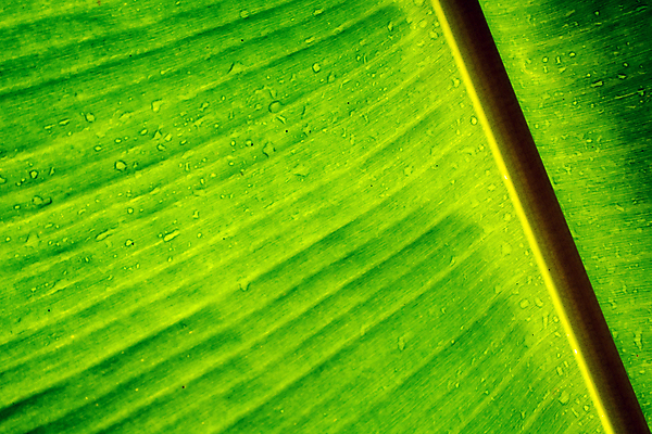 포토 JPG 해외이미지 식물 백그라운드 잎 패턴 자연 추상 바나나 건강 사람없음 초록색 환경 신선 유기농 질감 내추럴 엘리먼트 해외포토 웰빙 컬러 무늬 과일 생태계 파일형식 이미지허브