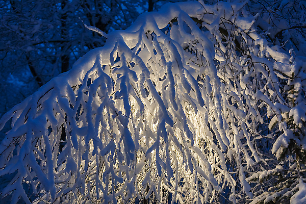 포토 JPG 해외이미지 나무 조각 크리스마스 겨울 조명 새해 거리 따뜻함 풍경 사람없음 장식 파란색 빛 냉동 얼음 추위 흰색 나뭇가지 등불 램프 소나무 황금 야간 저녁 숲 시원함 12월 오브젝트 서리 전나무 1월 내추럴 제설기 폭설 해외포토 자연요소 식물 계절 기념일 컬러 눈_날씨 날짜 자연재해 제설 파일형식 이미지허브