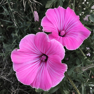 포토 JPG 해외이미지 식물 꽃잎 꽃 분홍색 백그라운드 꽃무늬 자연 사람없음 야외 빨간색 초록색 컬러풀 뷰티 장미 정원 보라색 봄 벚꽃 흰색 신선 제비꽃 싱글 내추럴 히비스커스 해외포토 계절 컬러 무늬 생태계 파일형식 이미지허브