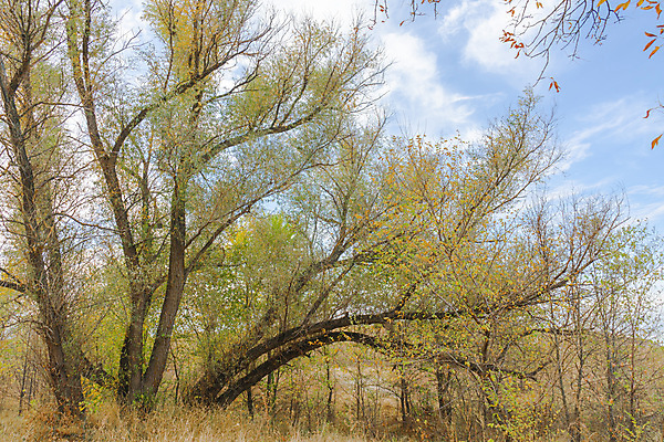 포토 JPG 해외이미지 나무 식물 구름 여행 백그라운드 자연 하늘 풍경 사람없음 초록색 여름 파란색 빛 컬러풀 햇빛 태양 뷰티 일출 황혼 새벽 산책 안개 가을 시골 황금 저녁 숲 오솔길 땅 천국 내추럴 방법 밭일 생태학 해외포토 자연요소 계절 교육 길 컬러 날씨 휴식 노을 일몰 야간 생태계 파일형식 이미지허브