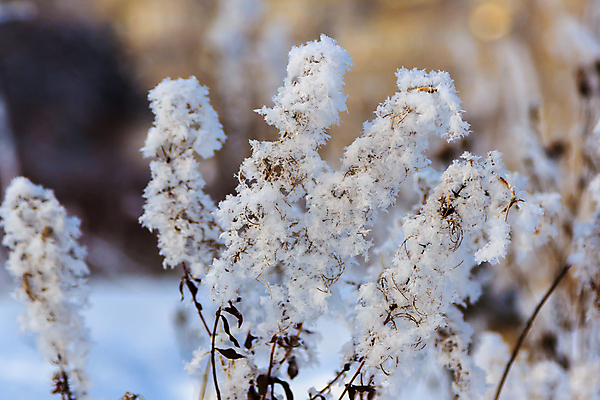 포토 JPG 해외이미지 식물 계절 꽃 백그라운드 겨울 자연 지팡이 옥수수 사람없음 야외 목재 파란색 빛 뷰티 환경 맑음 냉동 얼음 일몰 추위 백발 흰색 나뭇가지 눈송이 소프트포커스 12월 크리스탈 녹차 밀 날씬함 묘사 서리 러시아 부드러움 온도 솜털 눈내림 겨울풍경 해외포토 자연요소 나무 헤어스타일 유럽 컬러 재료 날씨 곡류 눈_날씨 촬영기법 풍경 차_음료 노을 감각 날짜 광석 몸매 생태계 파일형식 이미지허브