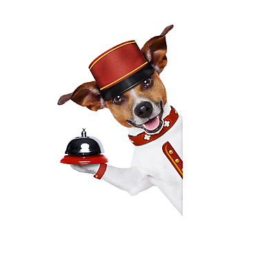 포토 JPG 해외이미지 동물 배너 종이 여행 유니폼 호텔 열쇠 휴가 서브 프레임 사람없음 반려동물 여행가방 칠판 공백 방 짐 종 도움 판넬 유머 고급 개 강아지 서비스 환영 여관 판지 노숙자 고립 입양 접수 해외포토 옷 감정 컨셉 가방 포유류 숙소 파일형식 이미지허브