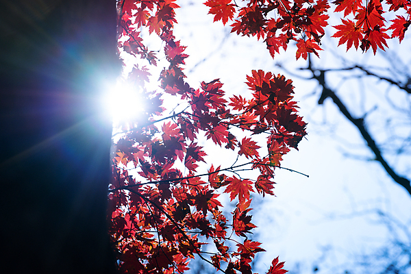 포토 JPG 해외이미지 나무 식물 디자인 계절 공원 백그라운드 단풍 잎 캐나다 패턴 오렌지 자연 벽지 하늘 그림자 사람없음 야외 장식 빨간색 컬러풀 햇빛 태양 뷰티 갈색 활발 젖음 나뭇가지 변화 숲 질감 장면 진홍색 내추럴 러시아인 엘리먼트 해외포토 자연요소 서양인 공공시설 컬러 컨셉 북아메리카 무늬 과일 생태계 파일형식 이미지허브