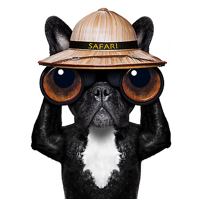 포토 JPG 해외이미지 동물 직업 손 응시 백그라운드 컨셉 비즈니스 유리 성공 돋보기 미래 사람없음 반려동물 쌍안경 관찰 잡기 유머 개 확대 사파리 손목시계 확인 검색 호기심 감시 불독 발견 송곳니 프랑스어 고립 스파이 제어 해외포토 문자 시선 감정 시계 장신구 포유류 모션 재질 신체부위 망원경 치아 파일형식 이미지허브