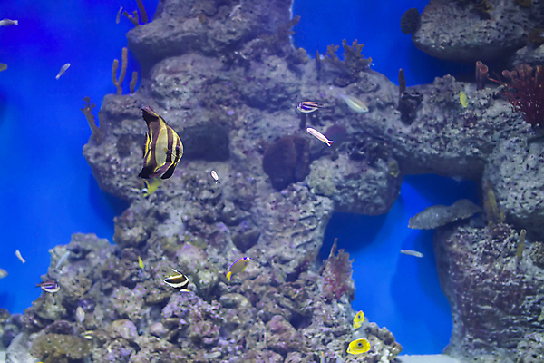 포토 JPG 해외이미지 식물 동물 디자인 야생동물 바다 백그라운드 일러스트 자연 어류 미술 사람없음 그래픽 물 빛 세계 햇빛 수중 활발 껍질 뜨거움 스노클링 해조류 산호 거북이 작음 만화 아래 생태계 다이빙 상어 암초 수족관 스펀지 동물상 식민지 이국적 해외일러스트 자연요소 컨셉 파충류 문화예술 태양 조형물 수영 수중동물 수상스포츠 해양식물 자포동물 크기 방향 위치 수중스포츠 파일형식 이미지허브