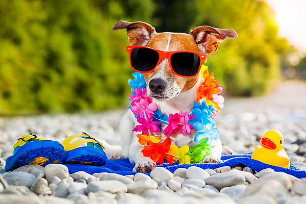 포토 JPG 해외이미지 나무 행복 휴가 휴식 사람없음 야외 아웃포커스 반려동물 선글라스 여행객 개 테리어 꽃목걸이 비치타올 오리장난감 자갈길 해외포토 식물 동물 꽃 감정 안경 길 컨셉 목걸이 포유류 촬영기법 사람 수건 장난감 파일형식 이미지허브