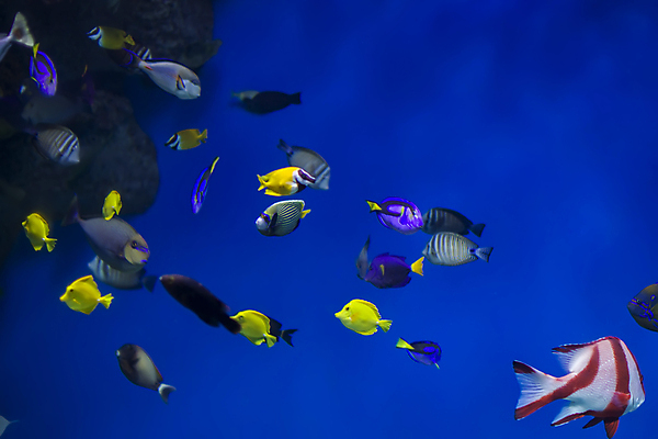 포토 JPG 해외이미지 야생동물 바다 포즈 백그라운드 자연 종류 어류 취미 사람없음 장식 반려동물 노란색 검은색 바닷속 수중 수영 손상 흰색 산호 호주 날것 탱크 여우 지느러미 암초 수족관 서식지 내추럴 고립 이국적 해외포토 동물 컬러 컨셉 포유류 수중동물 수상스포츠 오세아니아 자포동물 생태계 파일형식 이미지허브