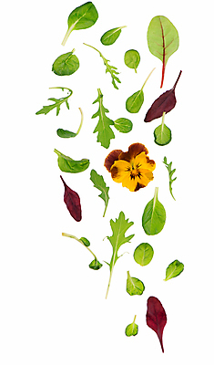 포토 JPG 해외이미지 사람없음 신선 시금치 루꼴라 식용꽃 해외포토 음식 채소 파일형식 이미지허브